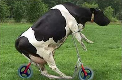 Quelle sportive cette vache! lol